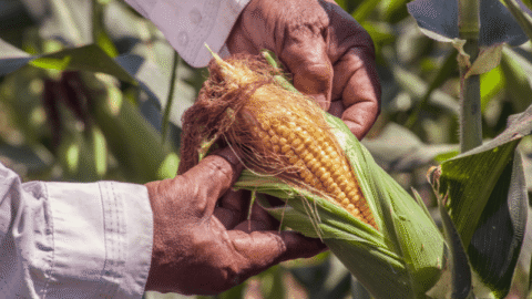 Milho se consolida como potência econômica e impulsiona agronegócio em MT