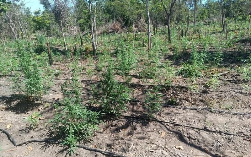 PM impede 70ª invasão de terra e apreende 5 mil pés de maconha em Luciara