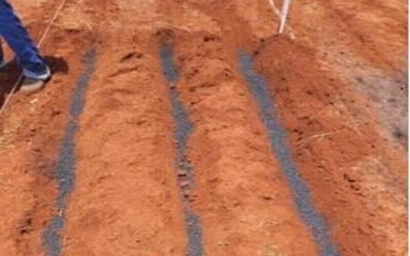 Pesquisa transforma cinza vegetal em fertilizante sustentável e fortalece agricultura em Mato Grosso