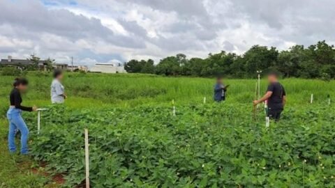 Pesquisa em MT transforma cinza vegetal em fertilizante sustentável para agricultura