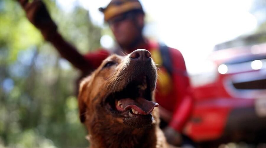 Mato Grosso recebe certificação nacional de cães de busca e resgate
