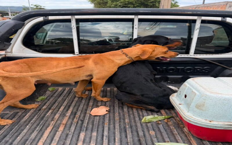 Ação conjunta resgata quatro cães e prende dois suspeitos por maus-tratos em Barra do Garças