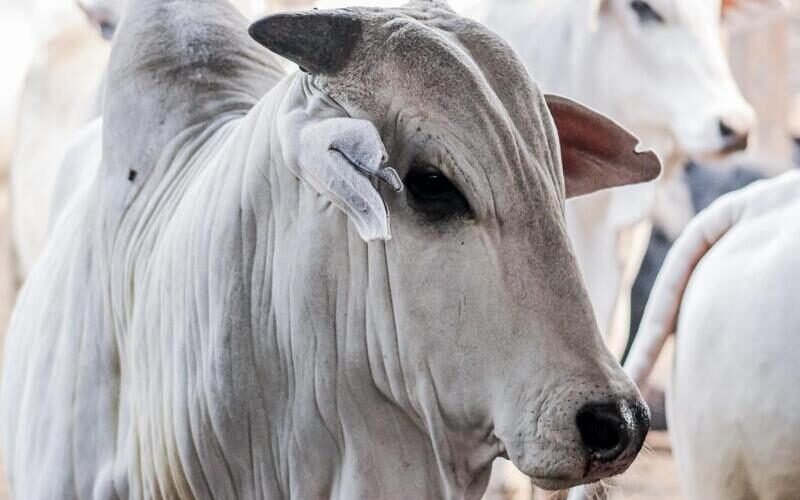 Indea inicia campanha de atualização de rebanhos em Mato Grosso no domingo