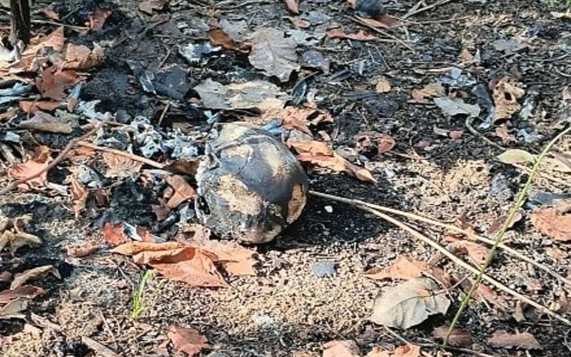 Polícia encontra ossada humana durante investigação sobre homem desaparecido